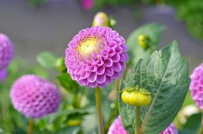 Beautiful, pink, purple and yellow flowers, buds and green leaves