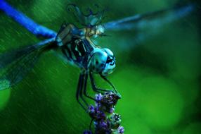 pretty blue dragonfly