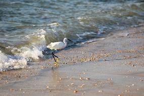 heron on Sea Beach