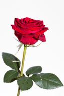 red rose on a stem on a white background
