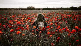 Girl among the beautiful field with red poppy flowers, near the trees