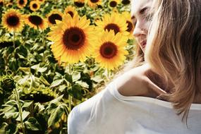 girl posing against the background of a field with sunflowers