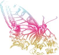 Beautiful drawing of the colorful, gradient butterfly, at white background, clipart