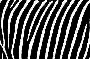 zebra stripes white black as background