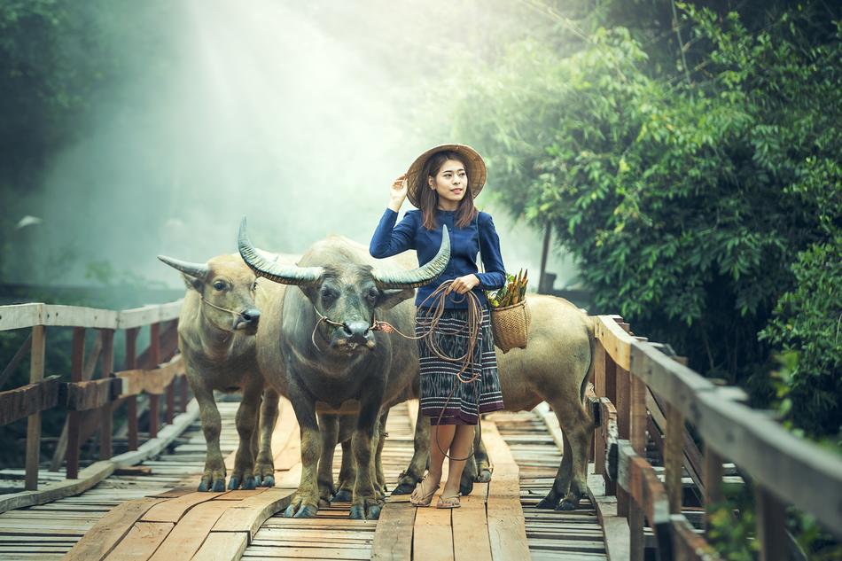girl with buffaloes in asia among nature