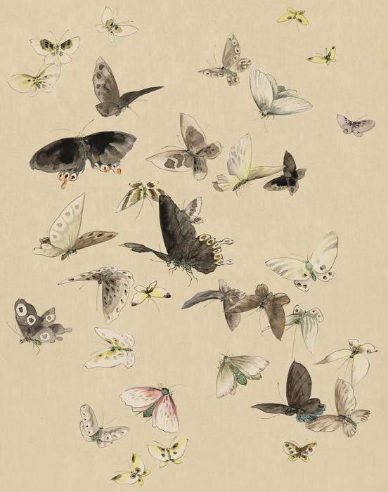 moth collage in album