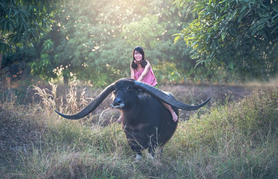 girl sitting on a buffalo in nature