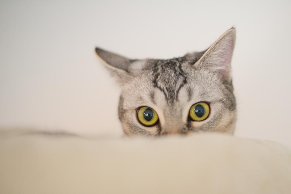 portrait of a gray cat with bright eyes
