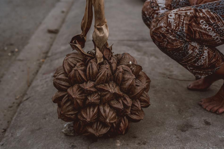globular fruit cluster of the nipa palm