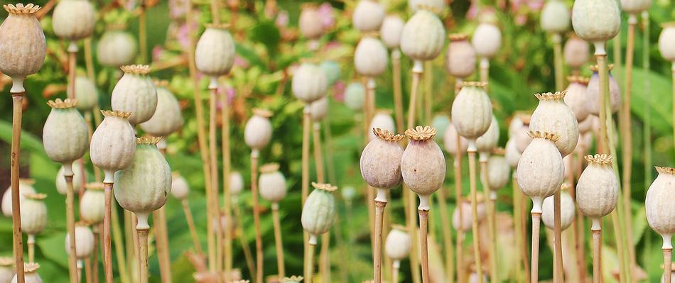 A lot of the poppy flowers blooming on the field