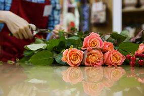 pink soft Roses Flower