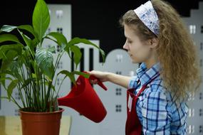 florist watering the plant from a red watering can