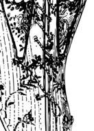 painted black and white corset