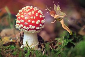 mystical image of a fly agaric and a fairy tale