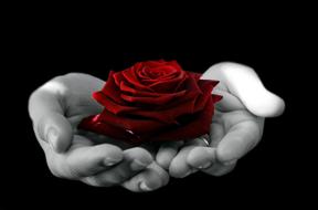 perfect red rose in human hands