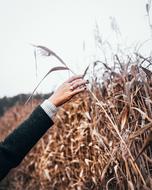 female hand and cereals on the field
