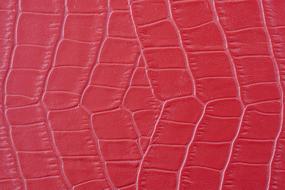 Beautiful, red and white skin texture on macro photo