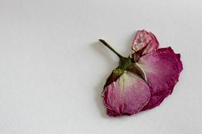 Dry Rose Flower Blossom