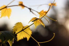 Autumn Foliage in Nature