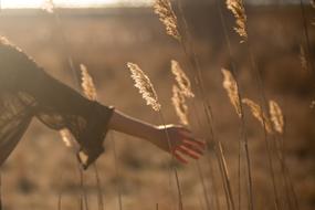 Close-up of the woman's hand on the beautiful grass field with plants, in sunlight