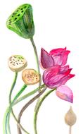 watercolor, pink lotus buds