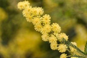 Mimosa Flower Yellow blur