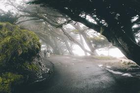 Trees and Plants at Nature