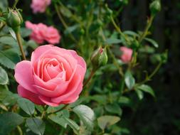 pink Rosa Flower at Nature