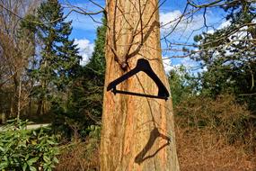 Clothes Hanger Padded on tree