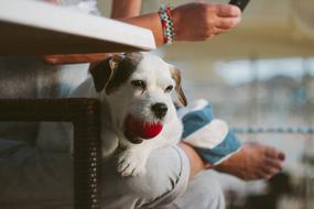 adult dog with ball