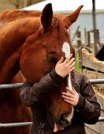 Friendship Horse