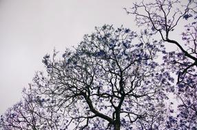 Flowers on trees at Nature