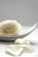Close-up of the beautiful, white rose flower and petals, in light