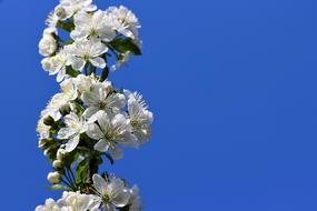 Spring Nature Floral cherry