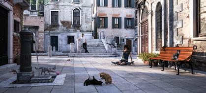 young man, girl feeding pigeons and playful cats in old city, collage