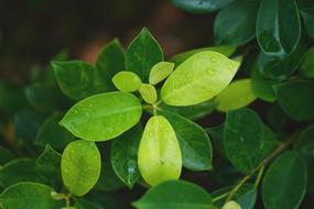 wet green leaves close up on blurred background