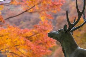 Deer and Autumnal Maple Leaves