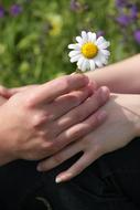 hands of people, white chamomile