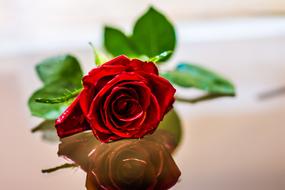 red rose reflected on a shiny surface close-up