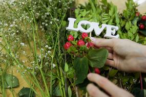 pink Roses Flower and love sign