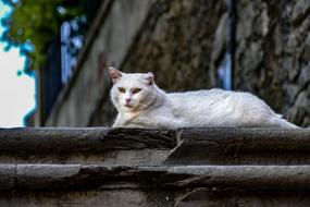 white domestic cat lies on the roof
