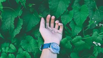 Close-Up photo of Beautiful vine leaves and hand