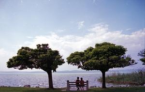 lovers on a bench under the trees