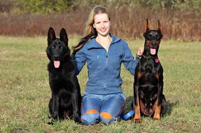 Doberman amd Black German Shepherd
