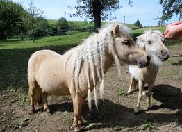 pony Animals with Sweet Braids