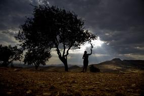 silhouette of a woman under a tree at sunset in Madrid, Turkey