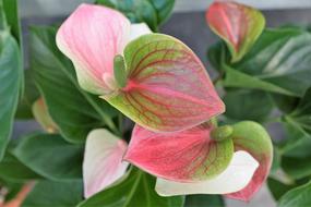 Calla Flower Rose at garden