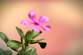 Close-up of the beautiful, purple flower on the stem, with green leaves, at colorful background