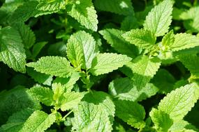 Mint Green Culinary Herbs