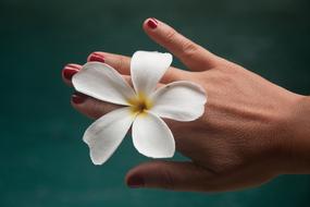 white Flower Frangipane Hand